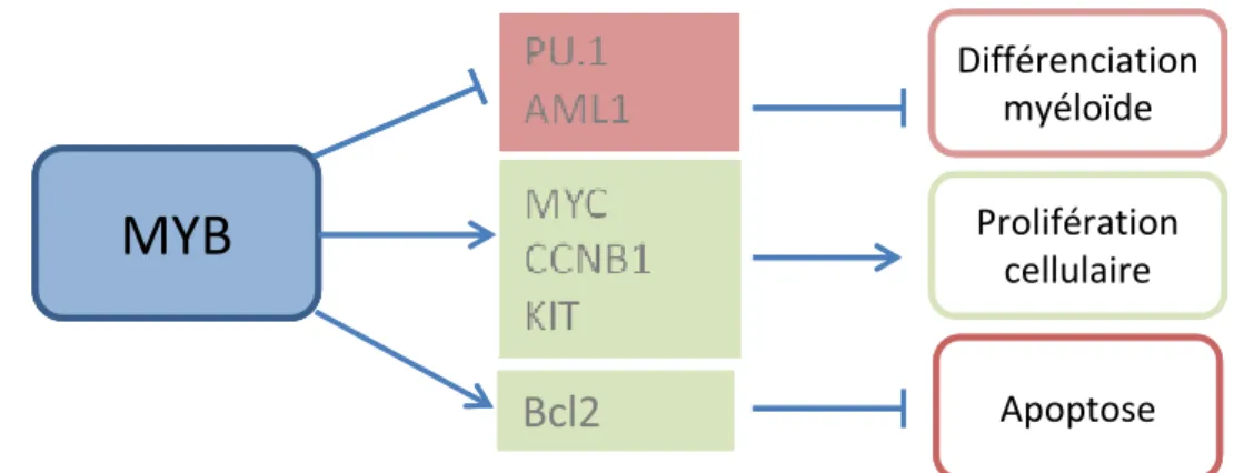 Figure 11 : Fonctions de MYB. Schématisation de l’effet de MYB sur les processus de 