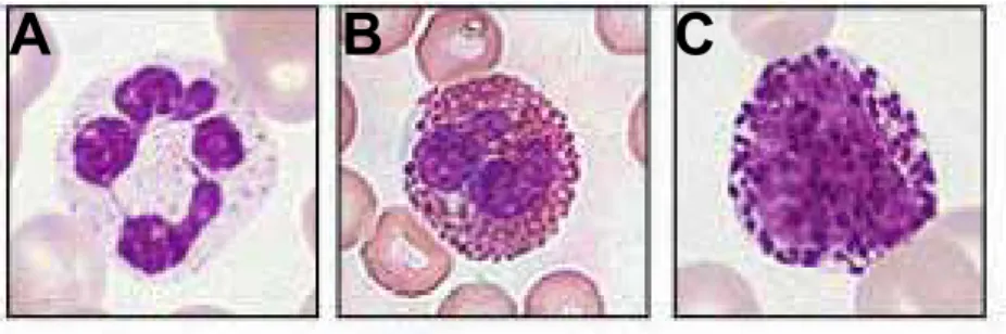 Figure 14 : Images des granulocytes matures. A : Granulocyte neutrophile, B : Granulocyte 
