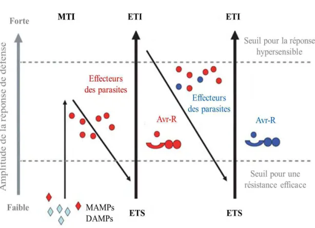 Figure 2. Coévolution plantes-parasites 