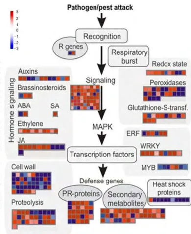 Figure 5. Profil transcriptionnel de l’immunité 