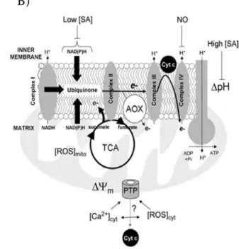 Figure 7. Mécanismes sous-jacents de la réponse hypersensible (HR) 
