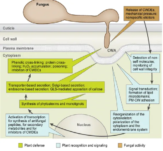 Figure 8. De la reconnaissance du parasite au renforcement pariétal 