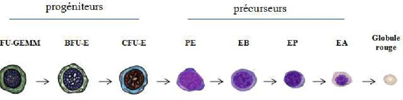 Figure 2 : Représentation schématique de la différenciation érythrocytaire 