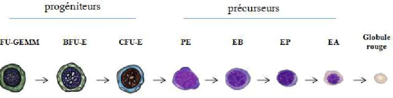 Figure 2 : Représentation schématique de la différenciation érythrocytaire 