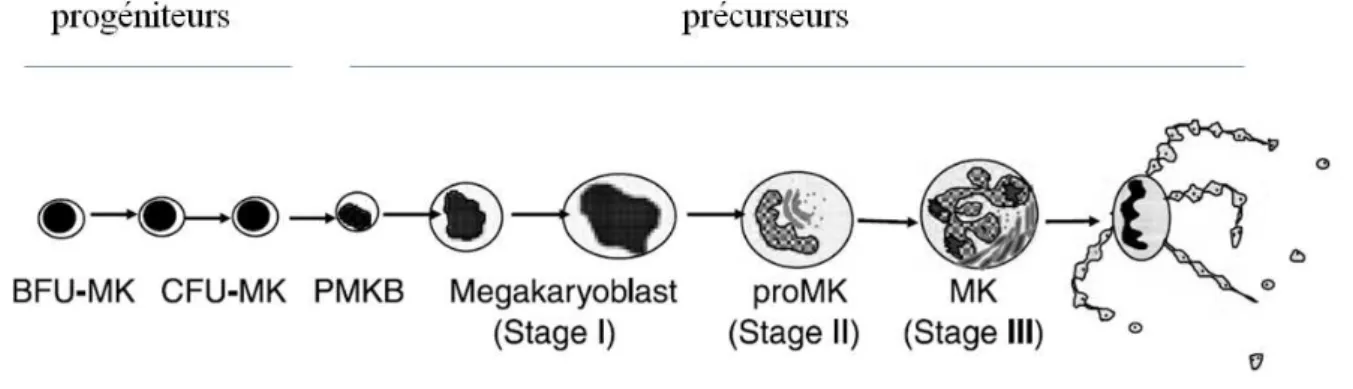 Figure 3 : Représentation schématique de la différenciation mégacaryocytaire  