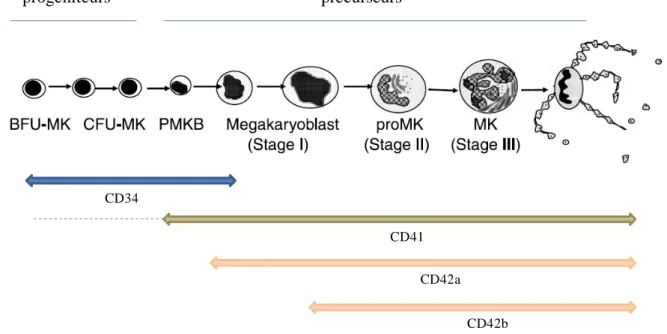 Figure  9 :  Représentation  schématique  des  principaux  marqueurs  de  différenciation  mégacaryocytaire  