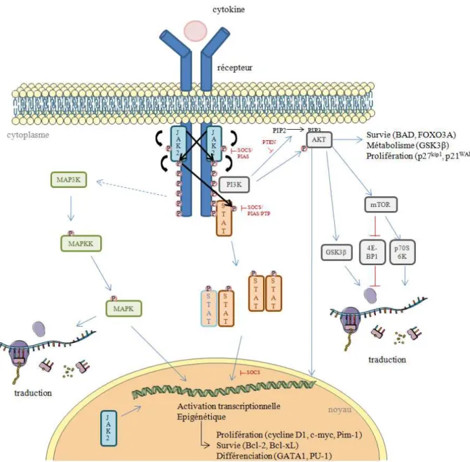 Figure  12 :  Principales  voies  de  signalisation  activées  par  le  complexe  JAK2/récepteur  aux  cytokines 