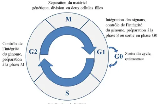 Figure 17 : Les différentes phases du cycle cellulaire 