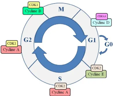 Figure 18 : Répartition des complexes CDK/cycline au cours du cycle cellulaire 