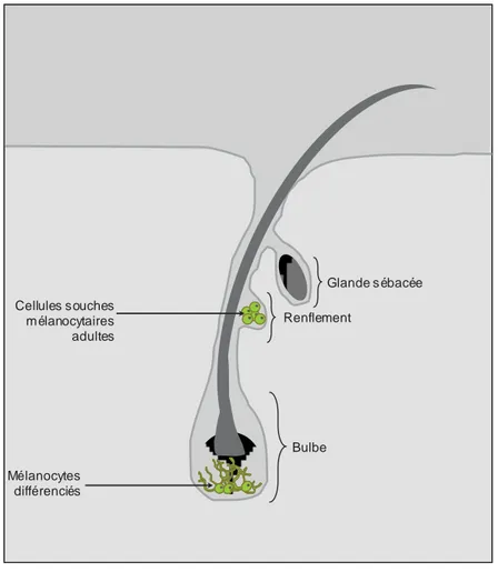 Figure 5 : les mélanocytes et cellules souches adultes de mélanocytes dans le follicule pileux 