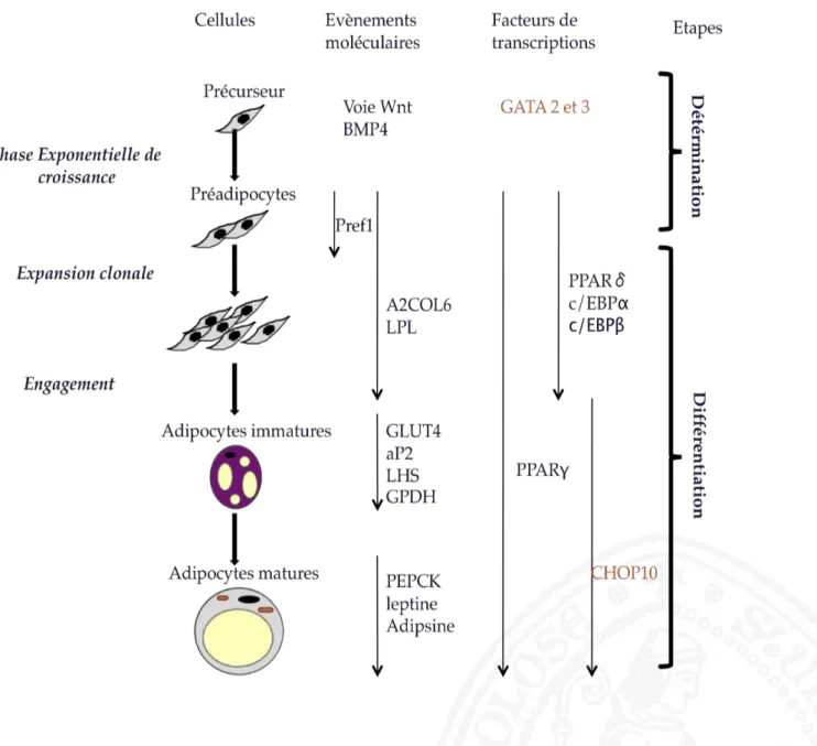 Fig 1. Détérmination et différenciation adipocytaire. En orange sont les facteurs qui inhibent la différencaition