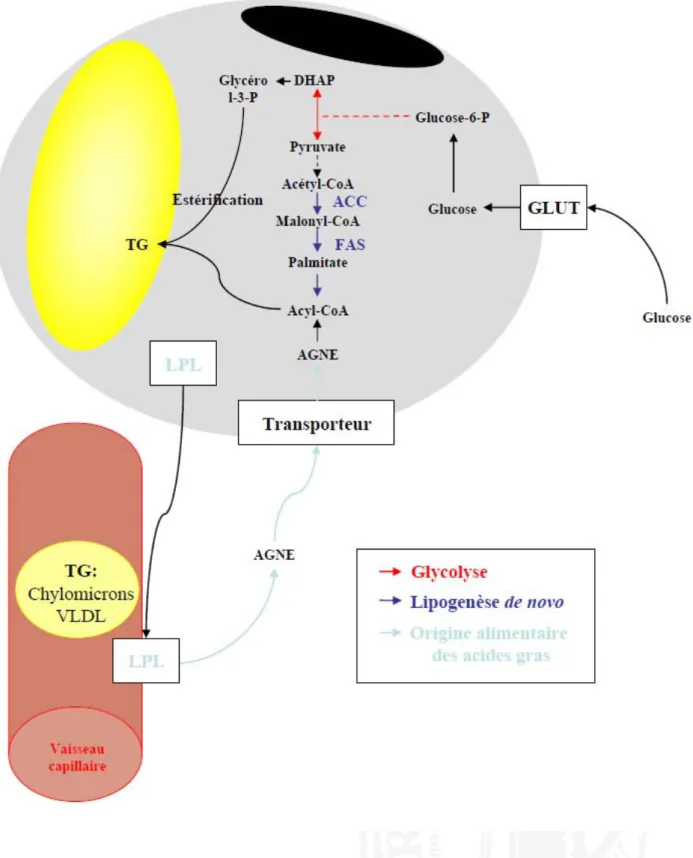 Fig  4.  Lipogénèse  et  synthèse  des  triglycérides .  GLUT:  glucose  transporter;  DHAP:  dihydroxyacétone 