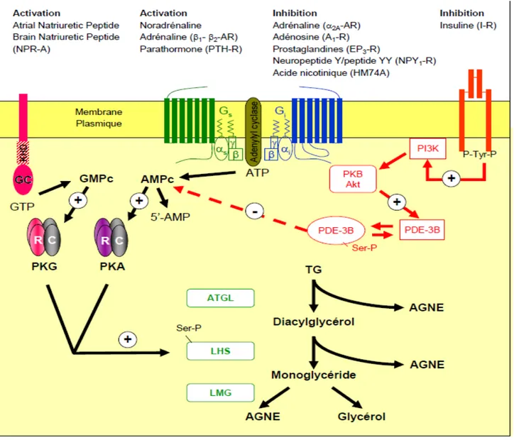 Figure 5 Les différentes vois de contrôle du métabolisme adipocytaire. Les catécholamines activent les 