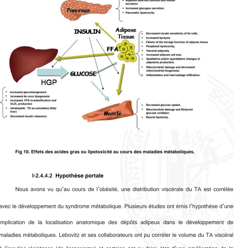 Fig 10. Effets des acides gras ou lipotoxicité au cours des maladies métaboliques.  