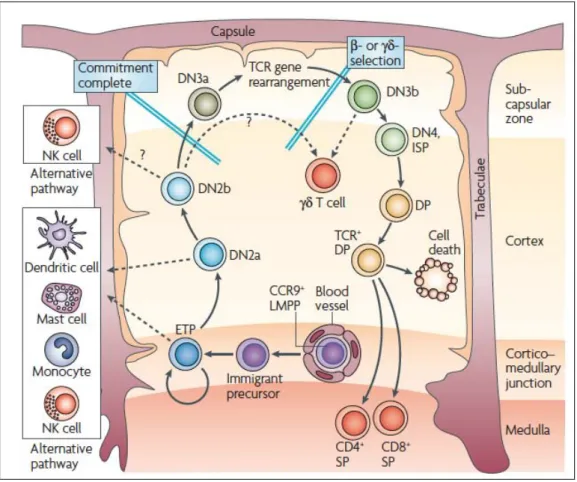 Figure 2. La localisation des thymocytes dans le thymus selon leurs stades de  différenciation