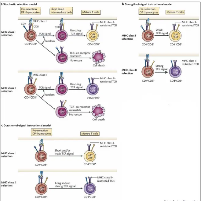 Figure 3. Les premiers modèles de choix du lignage T CD4/CD8. 