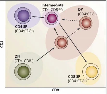 Figure  4.  Expression  des  corécepteurs  CD4  et  CD8  à  la  surface  des  thymocytes