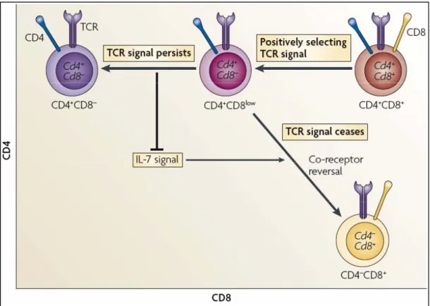 Figure  5.  Modèle  de  la  cinétique  de  signalisation :  un  modèle  consensus  de  choix du lignage CD4/CD8