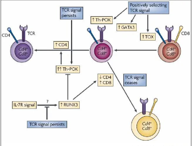 Figure 6. Mécanismes moléculaires du choix du lignage T CD4/CD8. 