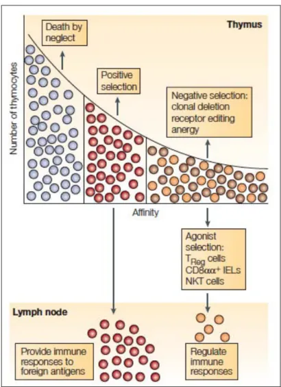 Figure 8. Sélection des thymocytes selon leur affinité pour les complexes CMH- CMH-peptide du soi