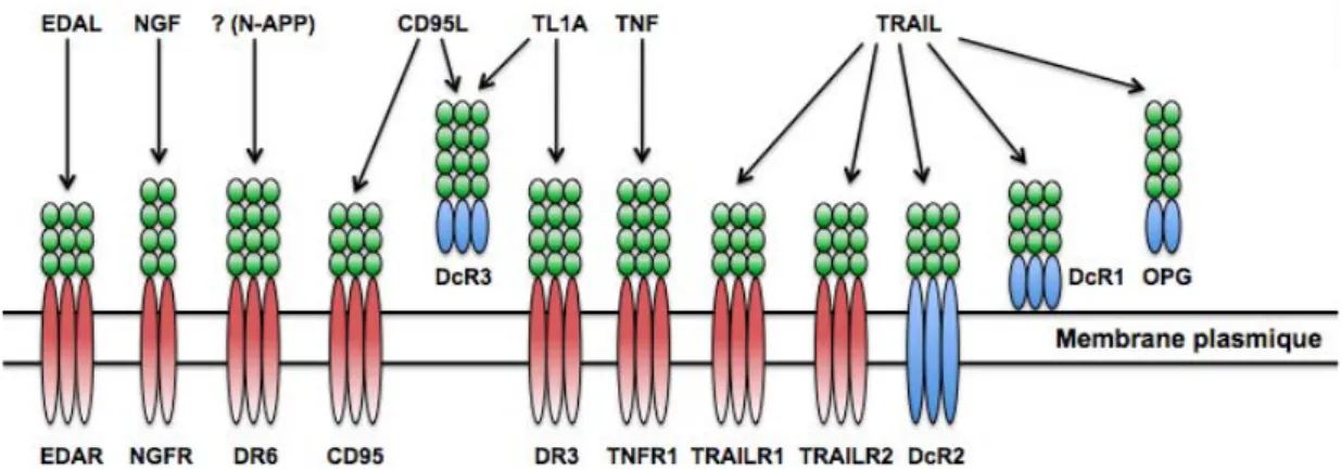 Figure 4 : Structure globale des différents DR et DcR. Huit récepteurs de mort sont connus (TNFR1, CD95,  DR3, TRAILR1, TRAILR2, DR6, EDAR et NGFR) et 4 récepteurs leurres (DcR1, DcR2, DcR3 et OPG)