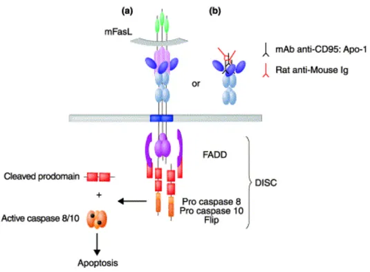 Figure 8. Formation du DISC et induction de l’apoptose. La liaison de FasL sous sa forme membranaire  (mFasL)  (a)  ou  d’un  anticorps  anti-Fas  agoniste,  oligomérisé  par  un  anticorps  secondaire,  (b)  induit  le  recrutement  de  FADD,  la  caspase