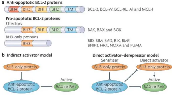 Figure  10.  Structure  et  fonctionnalité  des  membres  de  la  famille  de  Bcl-2.   A :  Les  membres  anti- anti-apoptotiques comportent 4 domaines BH (numérotés de 1 à 4)