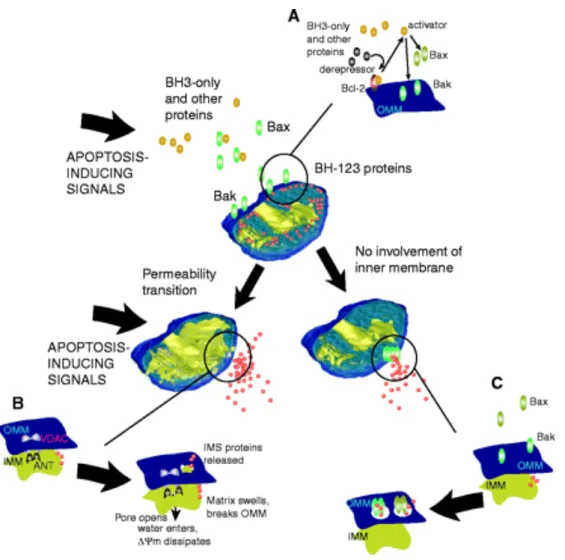Figure 11. Mécanismes de la MOMP au cours de l’apoptose. A : Initiation de la perméabilisation selon  le  modèle  activation-dé-répression  (cf