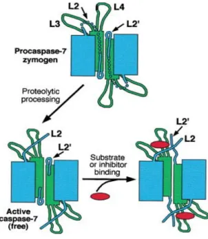 Figure 14. Modèle d’activation de la caspase  effectrice  7.  La  procaspase-7  est  pré-associée  en  dimère,  mais  inactive,  en  l’absence  de  tout  stimuli  apoptotique