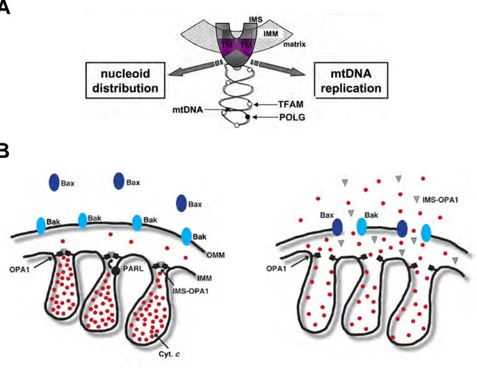 Illustration  13:  OPA1,  maintien  du  génome  et  structuration  des  crêtes  mitochondriales (tiré de Elachouri et al., 2010 et  Delivani &amp;Martins, 2006)  