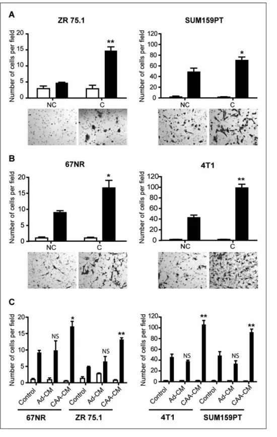 Figure 1. Coculture of breast tumor cells with mature adipocytes stimulates their invasive capacities