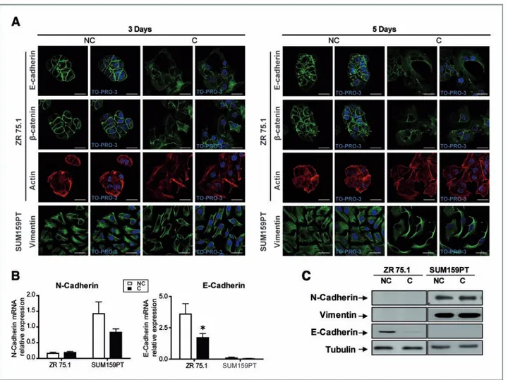 Figure 2. Cancer cells exhibit morphologic changes and incomplete EMT on coculture with adipocytes