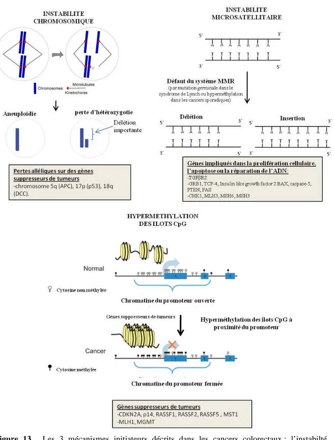 Figure  13.    Les  3  mécanismes  initiateurs  décrits  dans  les  cancers  colorectaux :  l’instabilté 