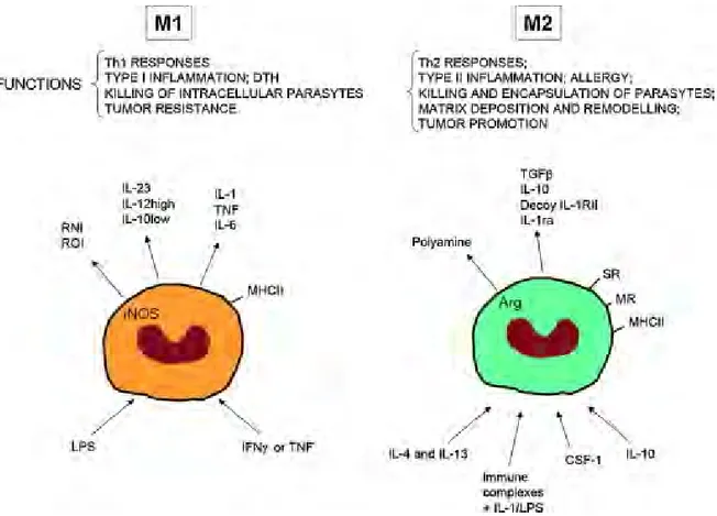 Figure 3. Polarisation M1 et M2 des macrophages, extrait de (Sica et al., 2008).