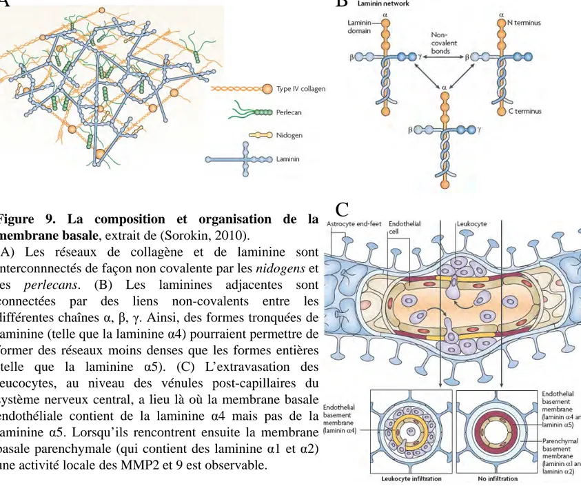 Figure 9. La composition et organisation de la membrane basale, extrait de (Sorokin, 2010).