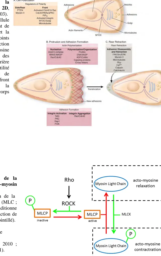 Figure 14. Régulation de la contraction acto-myosin controlée par ROCK.