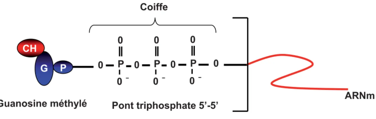 Figure 4 : Structure de la coiffe. La structure de la coiffe est composée d’un résidu guanosine  méthylé en position N7 et lié via un pont 5’- 5’ triphosphate au nucléotide situé à l’extrémité 5’ de  l’ARNm (Parent A et Bisaillon ; 2006)