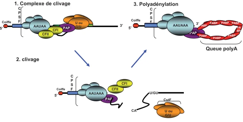 Figure 12 : Représentation schématique du mécanisme de maturation du 3’. 1 : Formation  du  complexe de clivage CPSF (cleavage/polyadenylation specific factor) composés de six facteurs  polymériques qui participe à la fois à la réaction de clivage et de po