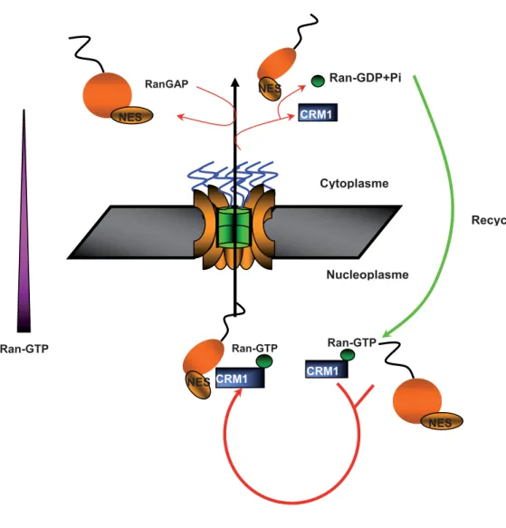 Figure 14.  Schéma d’export cellulaire des ARNms nucléaire dépendant du récepteur CRM1