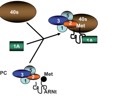 Figure 16 : Représentation schématique de la formation du complexe de pré-initiation 43S