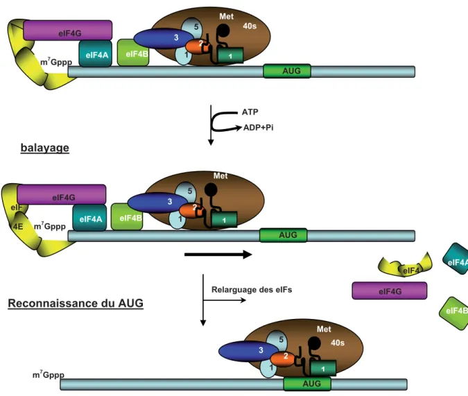 Figure 17 : Mécanisme générale d’initiation de la traduction initiée par la coiffe. La sous-unité  ribosomal 40S est recrutée pour l’initiation de la traduction en liant le complexe ternaire formé de  eiF2, l’ARNt met  et le GTP formant ainsi le complexe d