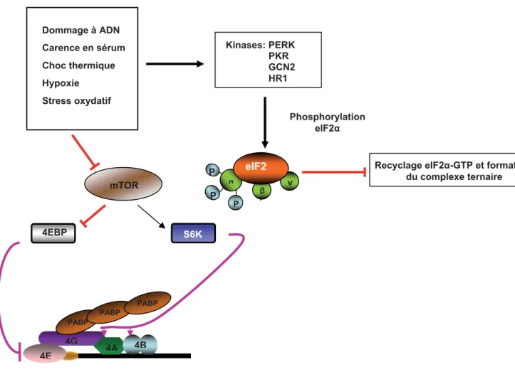 Figure 20. Mécanismes d’inhibition de la traduction par phosphorylation d’eIF2. La  phosphorylation du facteur d’initiation de la traduction Eif2 est provoquée lors d’un stress cellulaire  tel que le dommage à ADN, une carence en sérum, un choc thermique, 