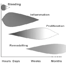 Figure  5:  Tissue  repair  phases  and  timescale  ( http://www.electrotherapy.org/modalities/tissuerepair