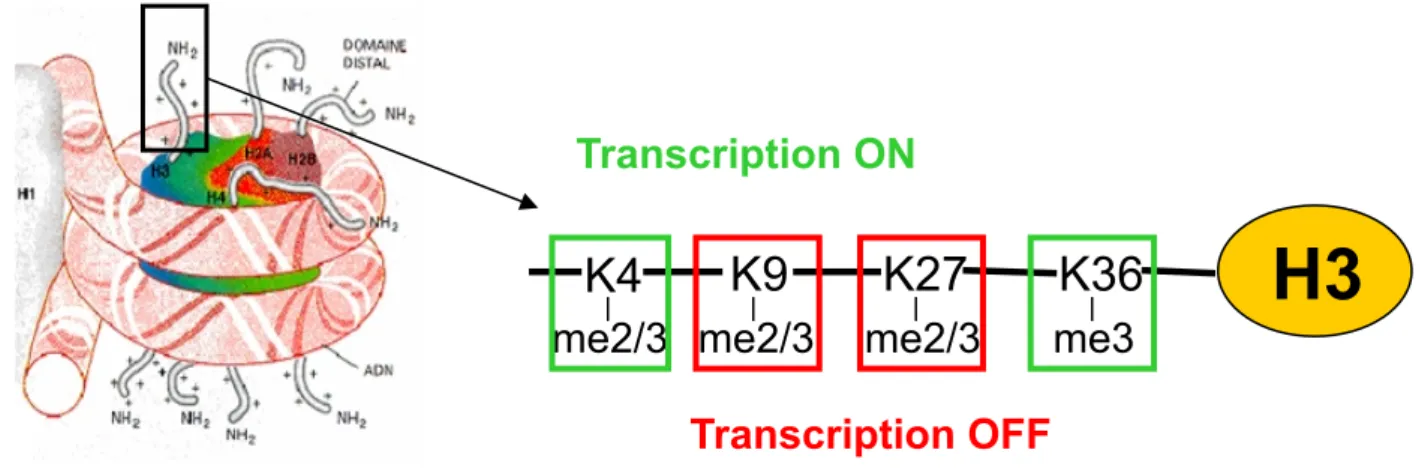 Figure 10: Lien entre méthylation des lysines et transcription: exemple de la queue N- N-terminale de l’histone H3