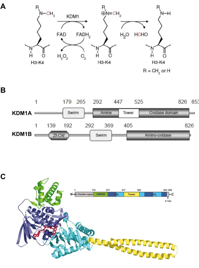 Figure 13: Les flavine monoamine oxydases. 