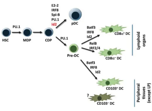 Figure 2 : Facteurs de transcription impliqués dans le développement des cellules dendritiques  (d’après (Watowich and Liu, 2010)