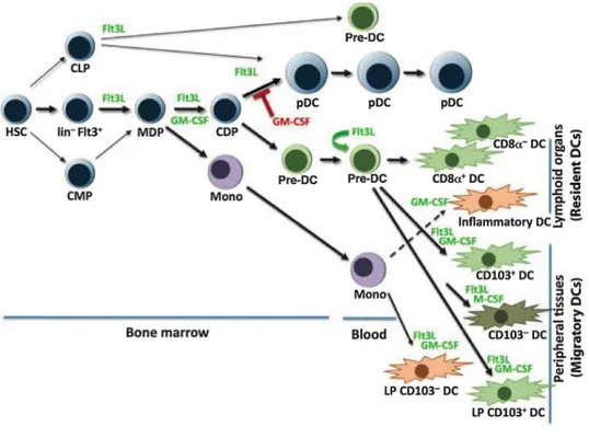 Figure 3 : Les cytokines impliquées dans le développement des cellules dendritiques (D’après  (Watowich and Liu, 2010)