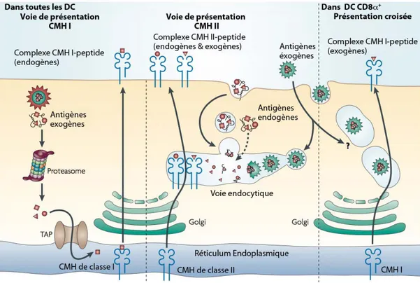 Figure  4 :  Les  voies  de  présentation  de  l’antigène  par  les  cellules  dendritiques  (D’après  (Villadangos and Schnorrer, 2007)