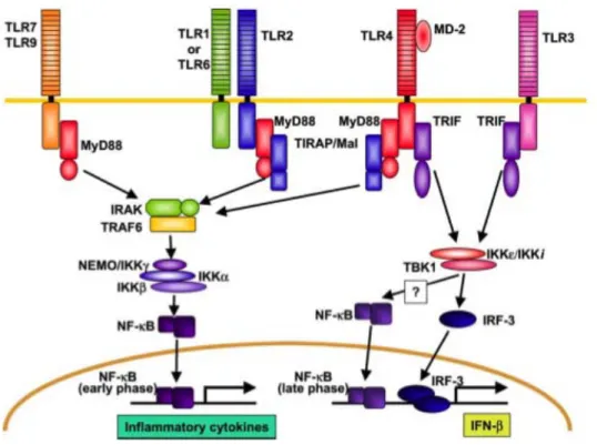 Figure  5 :  Voies  de  signalisation  en  aval  des  récepteurs  Toll-like  dans  les  cellules  dendritiques conventionnelles (d’après (Takeda and Akira, 2004)