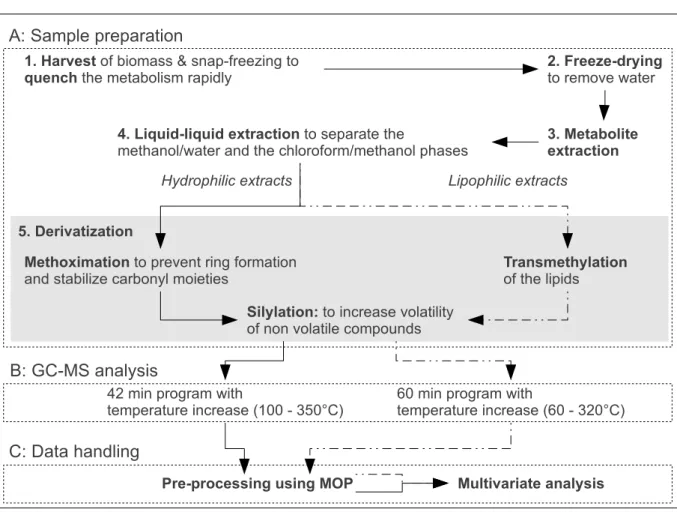 Figure 2.1: General ﬂow chart of the GC-MS based metabolomics approach. First, sam- sam-ples are prepared following the sequence harvest and quenching of metabolism,  freeze-drying, metabolites extraction and liquid-liquid extraction